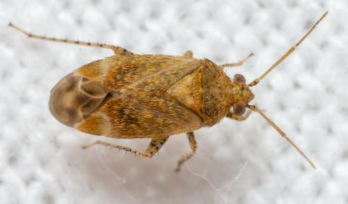 Psallus aurora
